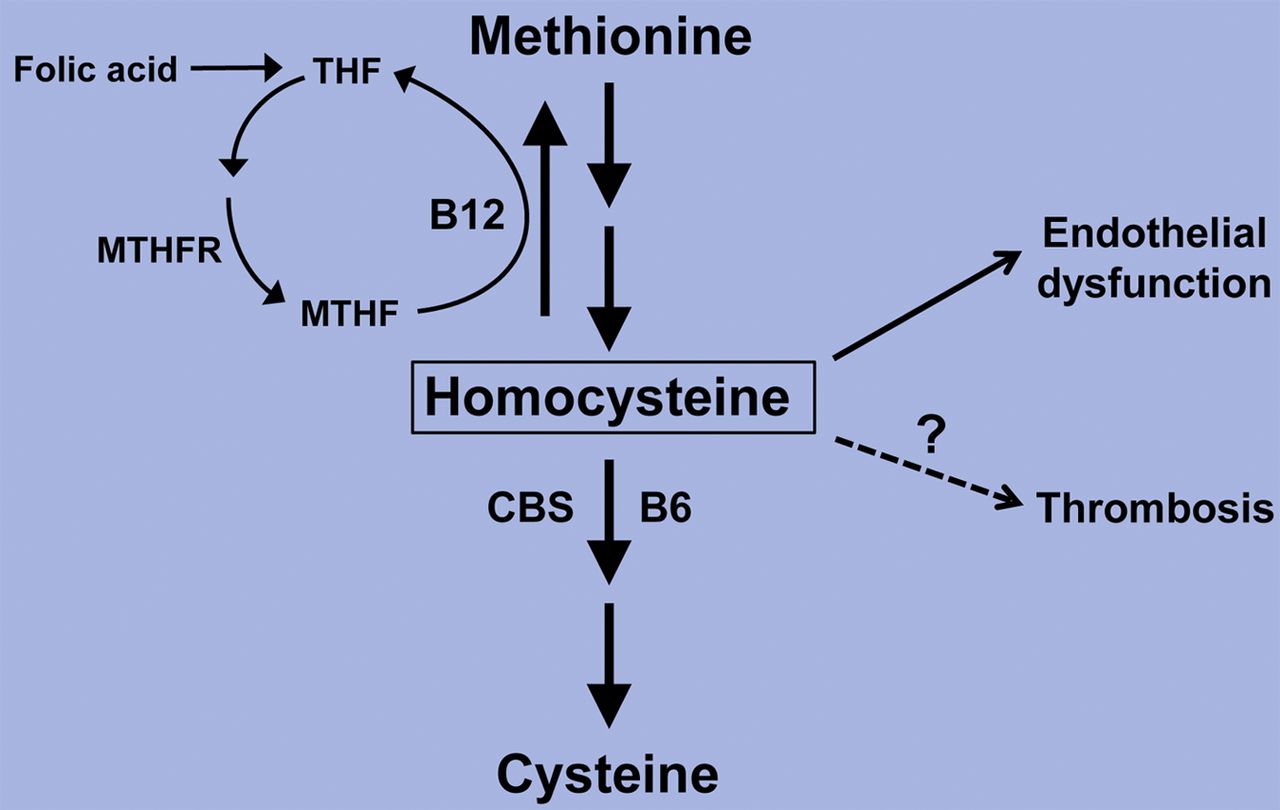 Гомоцистеин фолиевая. Гомоцистеин молекула. Гомоцистеин CBS. Метионин синтаза. Гетерозиготная мутация MTHFR a1298c.